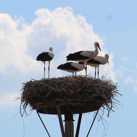 Am Storchennest Daire Damnatz Dış mekan fotoğraf
